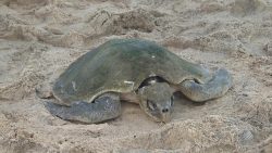 tartaruga-e-encontrada-morta-na-praia-da-barra,-em-salvador